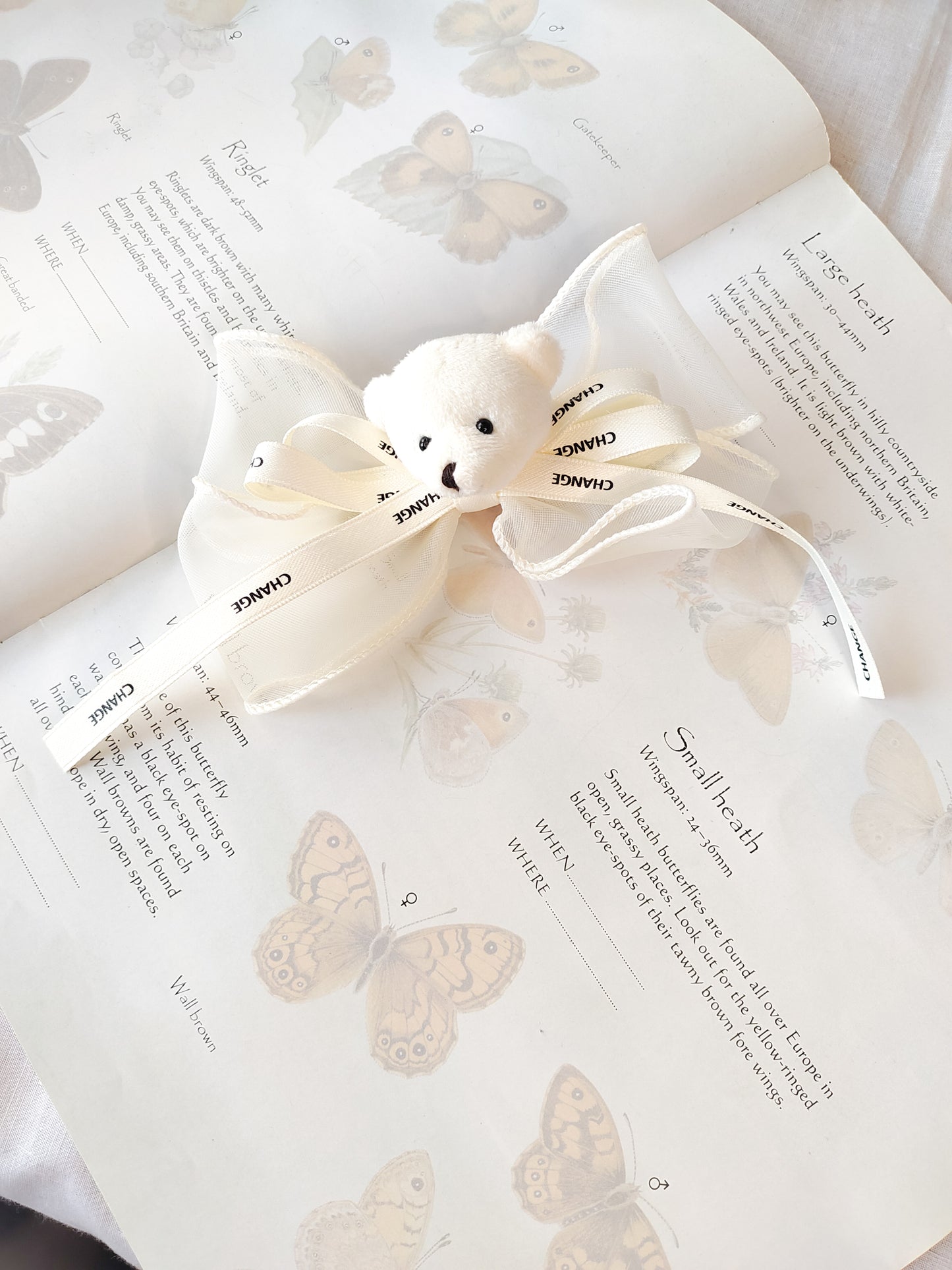 White Teddy // Clip